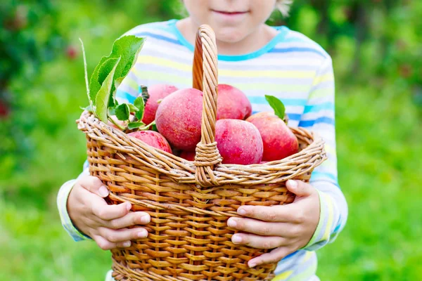 Liten pojke plockar röda äpplen på gården höst — Stockfoto