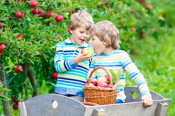 Deux adorables petits garçons heureux cueillant et mangeant des pommes rouges à la ferme biologique — Photo