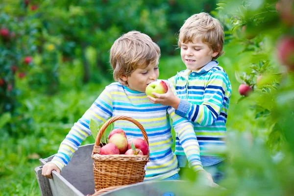 Deux adorables petits garçons heureux cueillant et mangeant des pommes rouges à la ferme biologique — Photo