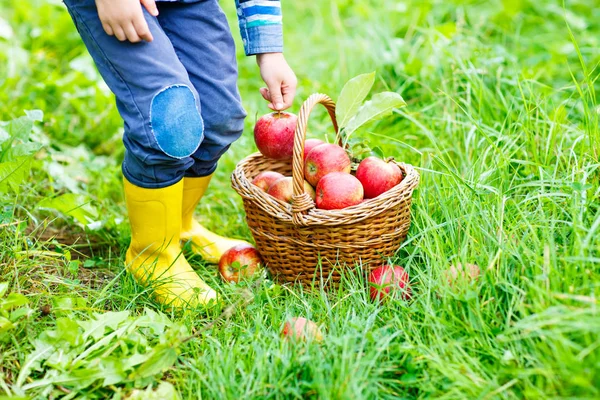 Piernas de niño en botas de lluvia amarillas y manzanas rojas — Foto de Stock