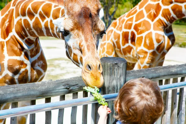 Kleiner Junge beobachtet und füttert Giraffe im Zoo — Stockfoto