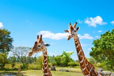 Zürafalar Hayvanat Bahçesi safari Park. Güzel vahşi hayvanlar