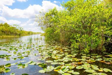Florida sulak, tekne binmek Everglades Ulusal Park ABD.