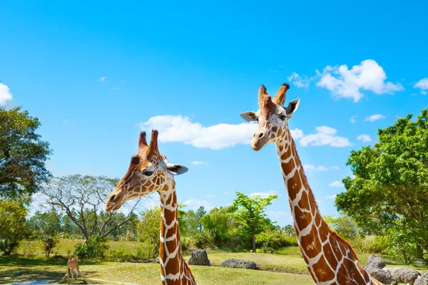 A zsiráfok a zoo safari Park. Gyönyörű vadon élő állatok — Stock Fotó