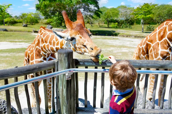 小さな子供の男の子を見て、動物園でキリンを給餌 — ストック写真