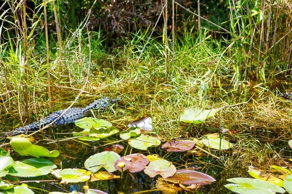 Amerikai aligátor Florida mocsári. Everglades Nemzeti Park, Amerikai Egyesült Államok. — Stock Fotó