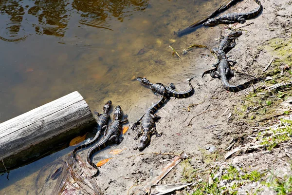 Amerikai baba aligátor a Florida mocsári. Everglades Nemzeti Park, az USA-ban. Kis gators. — Stock Fotó