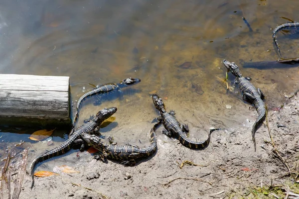 American baby alligators in Florida Wetland. Everglades National Park in USA. Little gators. — Stock Photo, Image