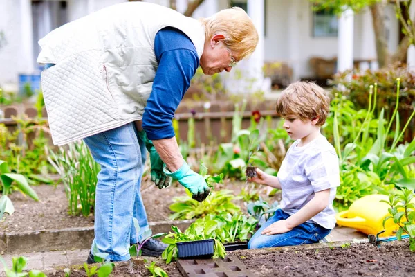 Niedliche kleine Vorschulkind Junge und Oma pflanzen grünen Salat im Frühjahr — Stockfoto