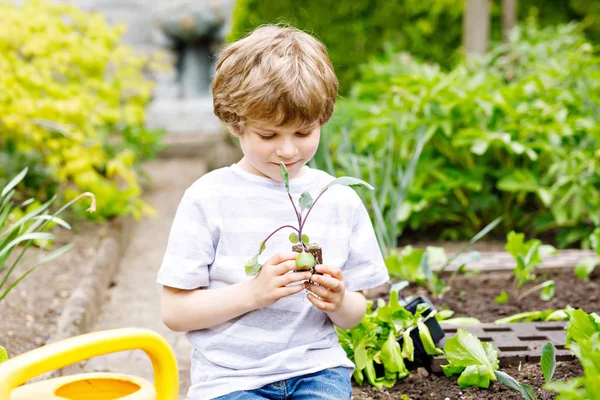 Cute little preschool kid boy planting green salad seedlings in spring — Stock Photo, Image