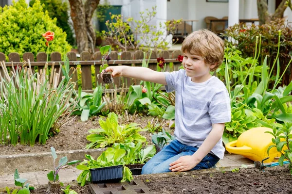 Carino poco prescolastico ragazzo piantare piantine di insalata verde in primavera — Foto Stock