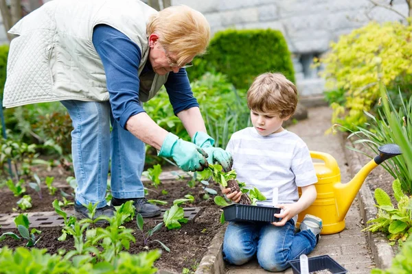 Schattige kleine preschool jongen jongen en grootmoeder groene salade aanplant in het voorjaar — Stockfoto