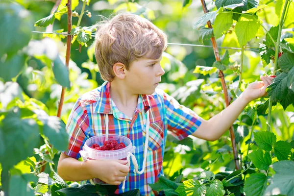 Mignon petit enfant cueillant des baies fraîches sur le champ de framboises . — Photo