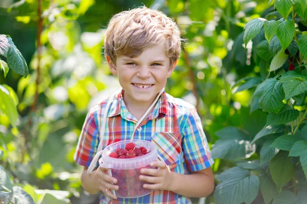 Słodkie małe dziecko czepiam jagody świeże maliny pola. — Zdjęcie stockowe