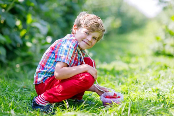 Söt liten unge plocka färska bär på hallon fält. — Stockfoto