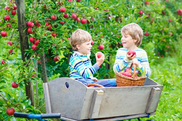 Duas adoráveis crianças felizes meninos colhendo e comendo maçãs vermelhas na fazenda orgânica — Fotografia de Stock