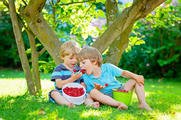 Two little friends, kid boys having fun on raspberry farm in summer — Stock Photo, Image