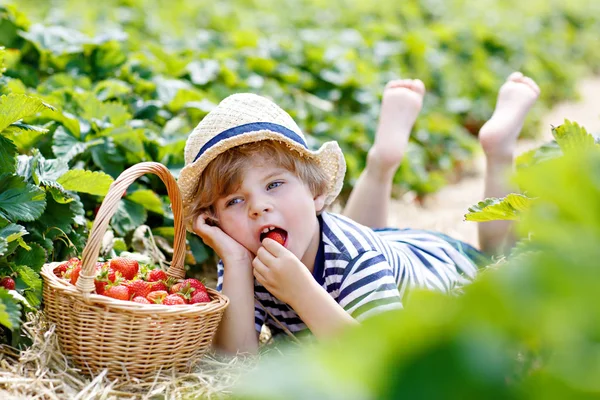 Little kid boy picking strawberries on organic bio farm, outdoors. — Stock Photo, Image