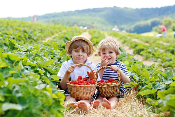 Два маленьких мальчика-брата на земляничной ферме летом — стоковое фото
