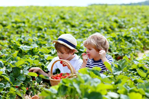 Två små syskon på jordgubbsodling på sommaren — Stockfoto