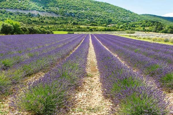Campos de lavanda perto de Valensole em Provence, França . — Fotografia de Stock
