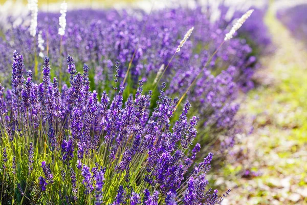 在普罗旺斯，法国的 valensole 附近的薰衣草田. — 图库照片