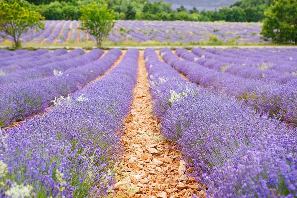 Campos de lavanda perto de Valensole em Provence, França . — Fotografia de Stock