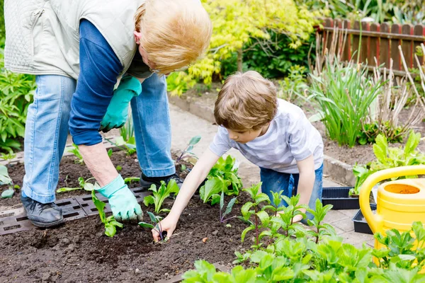 Carino piccolo bambino in età prescolare ragazzo e nonna piantare insalata verde in primavera — Foto Stock