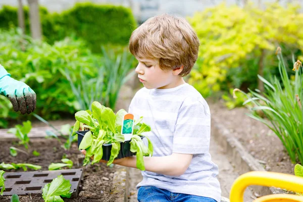 Niedliche kleine Vorschulkind Junge Pflanzen grünen Salat Sämlinge im Frühjahr — Stockfoto