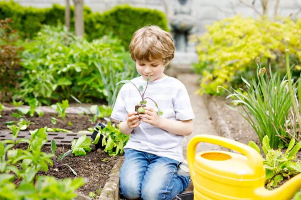 Bonito menino pré-escolar plantando mudas de salada verde na primavera — Fotografia de Stock