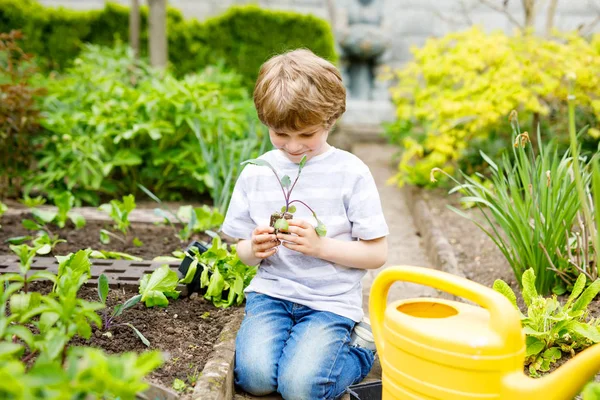 Lindo niño preescolar pequeño plantando plántulas de ensalada verde en primavera —  Fotos de Stock