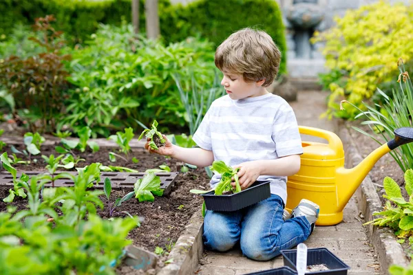 Mignon petit garçon d'âge préscolaire planter des semis de salade verte au printemps — Photo