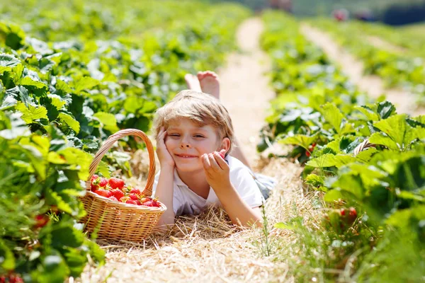 Маленький хлопчик збирає полуницю на органічній біо фермі, на відкритому повітрі . — стокове фото