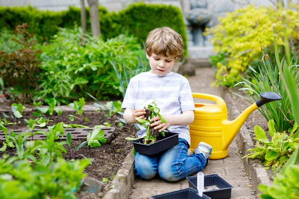 Cute little preschool kid boy planting green salad seedlings in spring — Stock Photo, Image