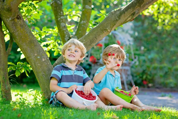 二人の友人、子供男の子夏にラズベリーのファーム上で楽しんで — ストック写真