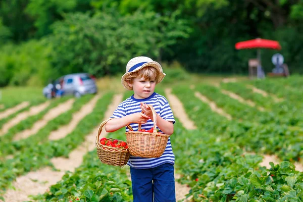 Liten pojke plockar jordgubbar på ekologisk bio gård, utomhus. — Stockfoto