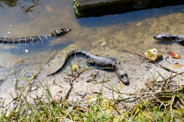 Amerikan bebek timsahlar Florida Sulak alan içinde. Everglades Ulusal Parkı içinde Usa. Küçük timsah.