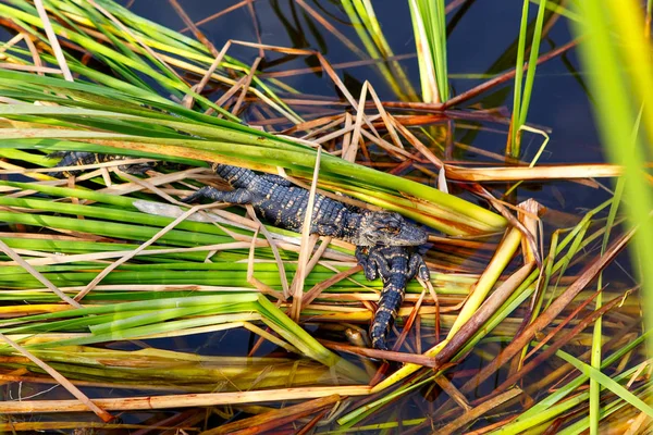Amerikai baba aligátor a Florida mocsári. Everglades Nemzeti Park, az USA-ban. Kis gators. — Stock Fotó