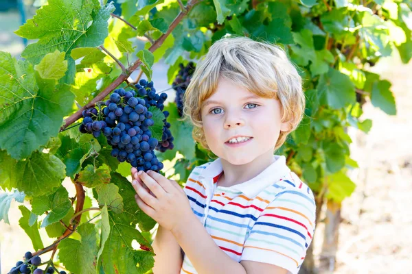 Счастливый блондин с спелым голубым виноградом — стоковое фото