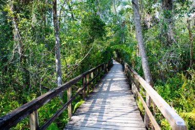 Florida sulak, ahşap yol iz Everglades Ulusal Park ABD.