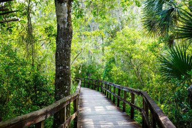 Florida sulak, ahşap yol iz Everglades Ulusal Park ABD.