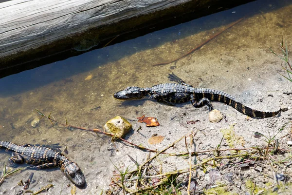 Amerikai baba aligátor a Florida mocsári. Everglades Nemzeti Park, az USA-ban. Kis gators. — Stock Fotó