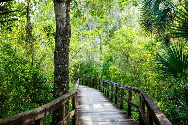 Florida pântano, trilha de madeira caminho no Parque Nacional Everglades nos EUA . — Fotografia de Stock