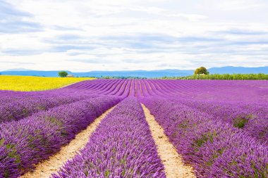 Çiçek açması lavanta ve ayçiçeği alanlarında Provence, Fransa.