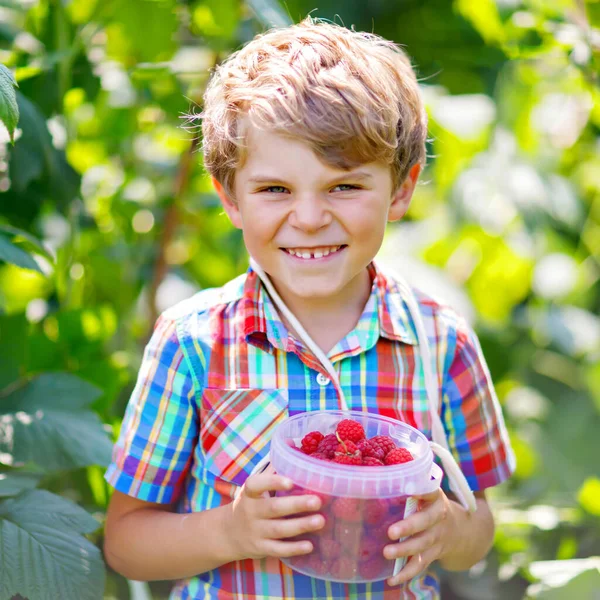 Cute little kid picking fresh berries on raspberry field. Child pick healthy food on organic farm. Little toddler boy play outdoors in fruit orchard. Preschooler gardening. Family having summer fun. — Stock Photo, Image