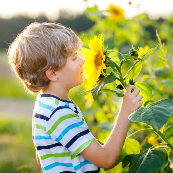 Adorable niño rubio en el campo de girasol de verano al aire libre. Lindo niño preescolar que se divierte en la cálida noche de verano al atardecer. Niños y naturaleza.. —  Fotos de Stock