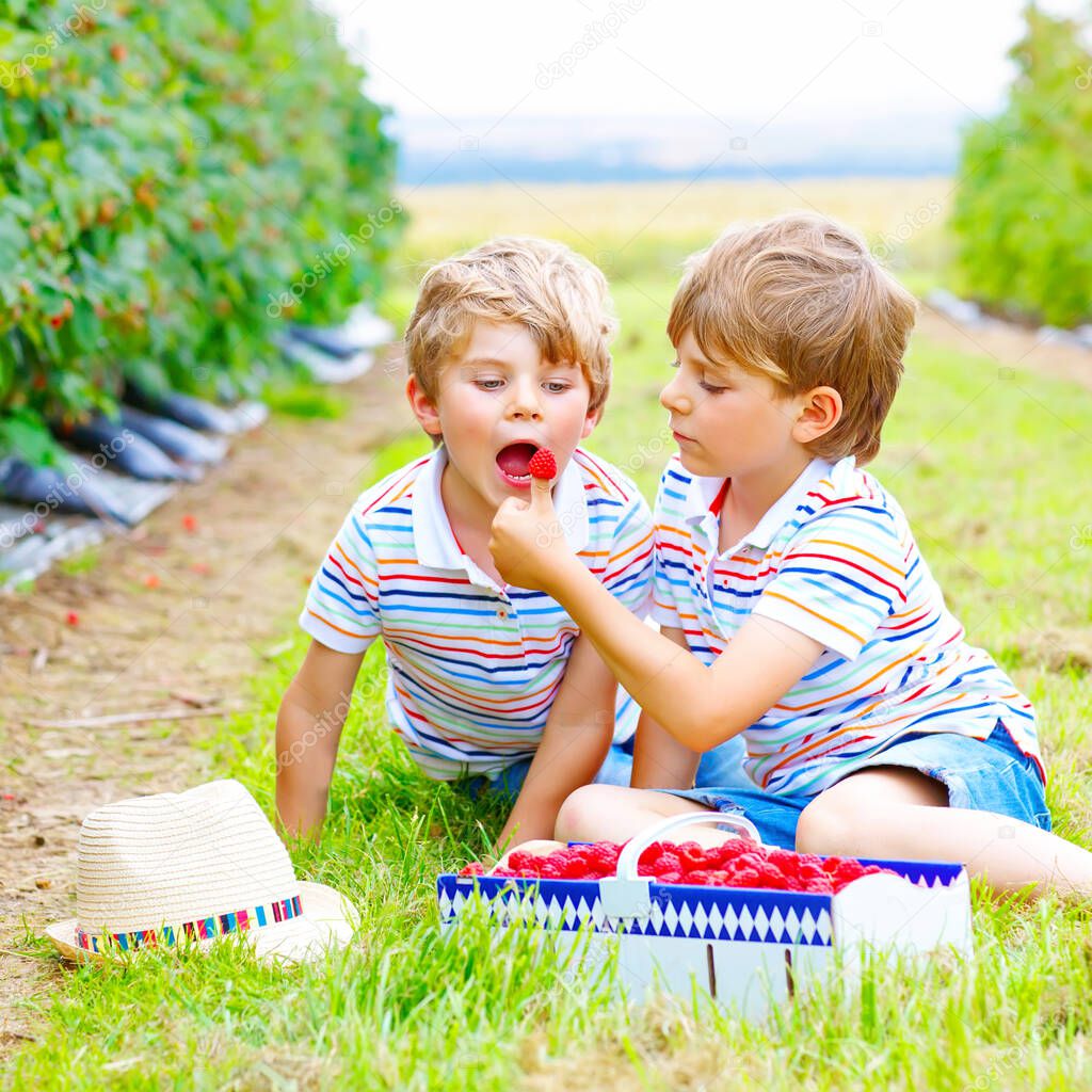 Two little friends, kid boys having fun on raspberry farm in summer. Children eating healthy organic food, fresh berries. Happy twins