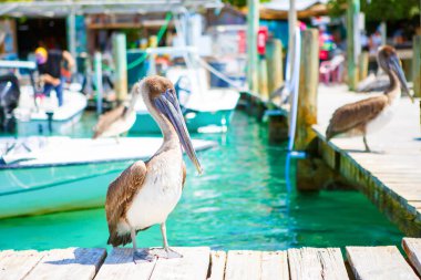 Büyük kahverengi Pelikan Islamorada bağlantı noktası, Florida Keys içinde. Balık Robbies Marina'da bekliyor.