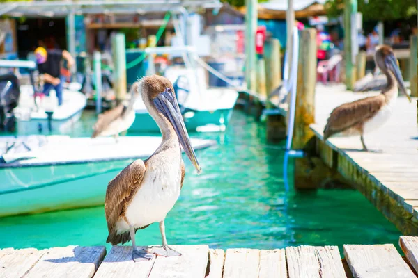 Big brown pelicans in port of Islamorada, Florida Keys. Waiting for fish at Robbies Marina. — Stock Photo, Image