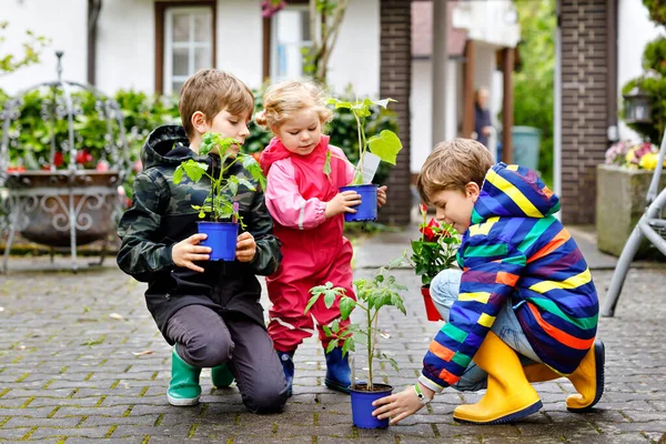 Twee schoolkinderen jongens en een kleuter meisje met tomaat en komkommer zaad. Drie kinderen tuinieren in het voorjaar op koude dag. Broeders en schattige kleine zusje hebben plezier samen in de tuin — Stockfoto
